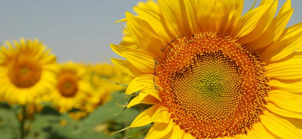 a large sunflower in a field of sunflowers