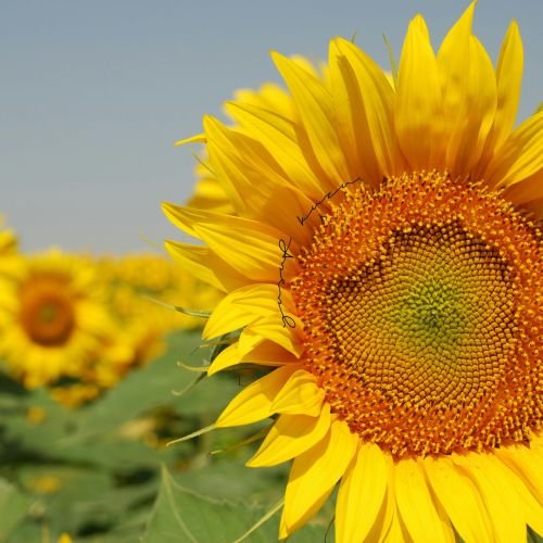 a large sunflower in a field of sunflowers