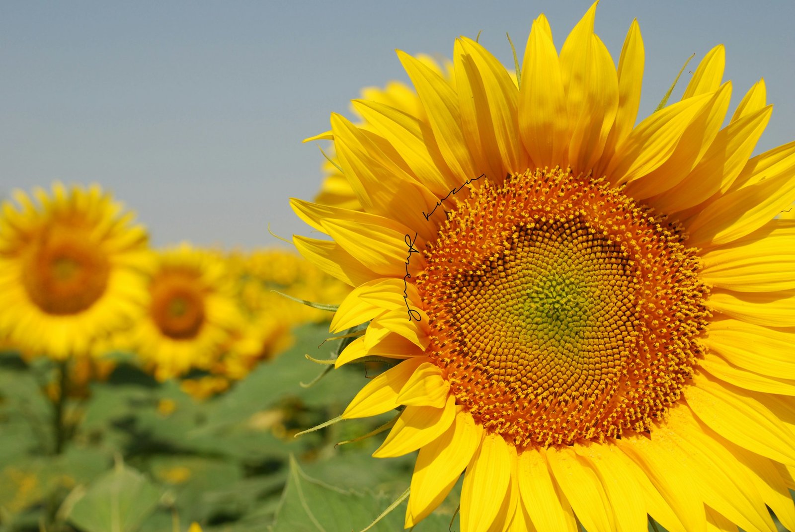 a large sunflower in a field of sunflowers