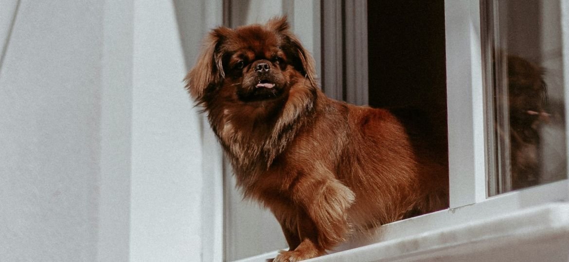 brown pomeranian on window during daytime