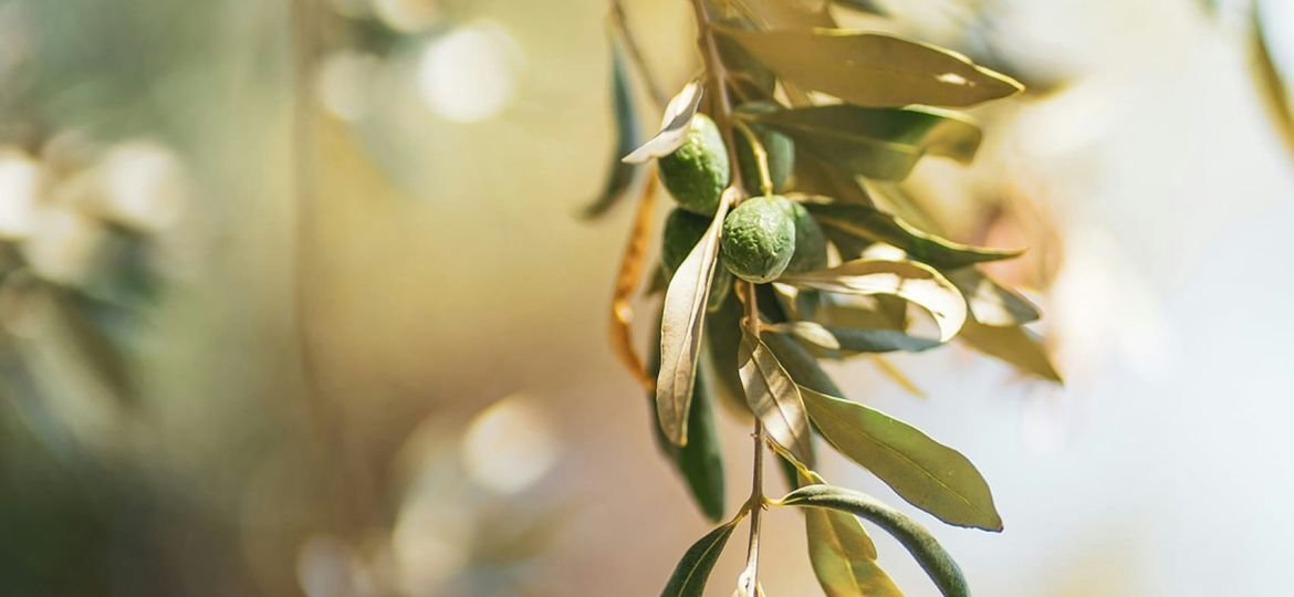 green leaves in tilt shift lens