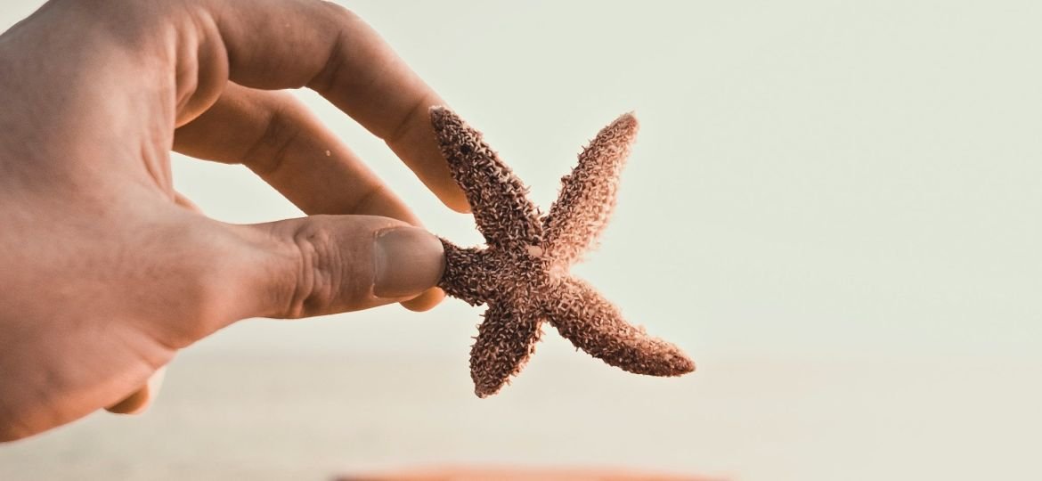 person holding brown star fish