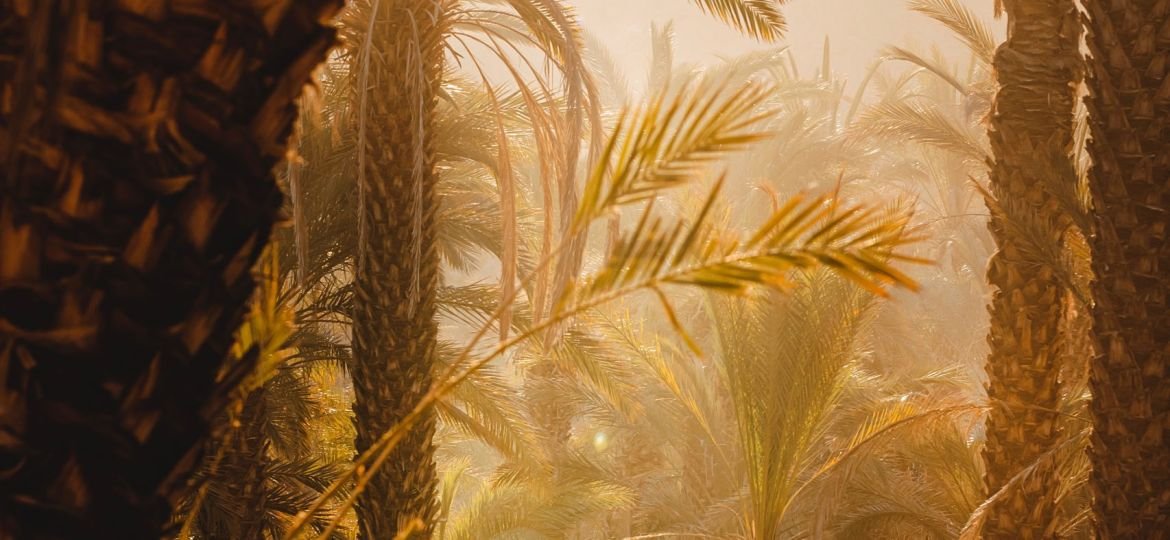 a group of palm trees in a park