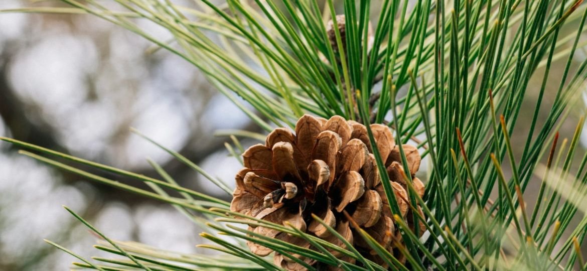 a pine cone on a pine tree branch